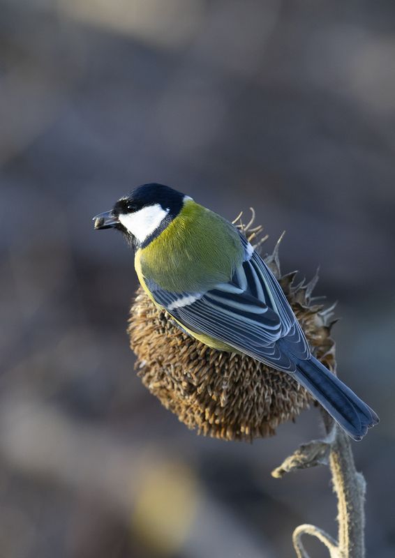 природа Синицы фото превью