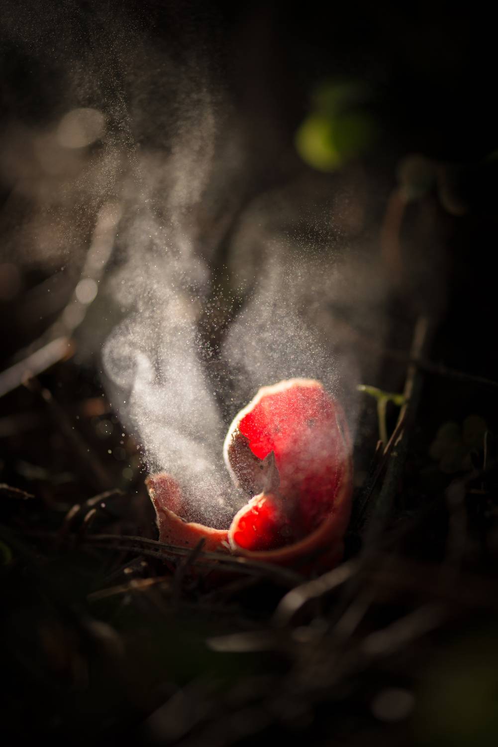 Саркосцифа, споры, гриб , Соварцева Ксения