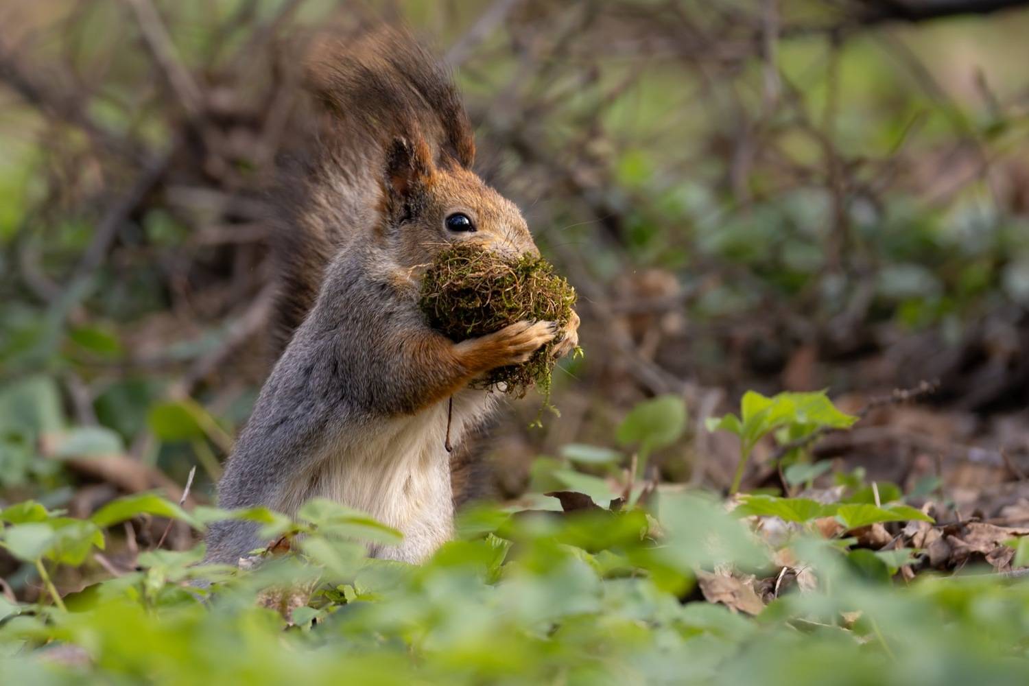белка, белочка, Ruslan Pl