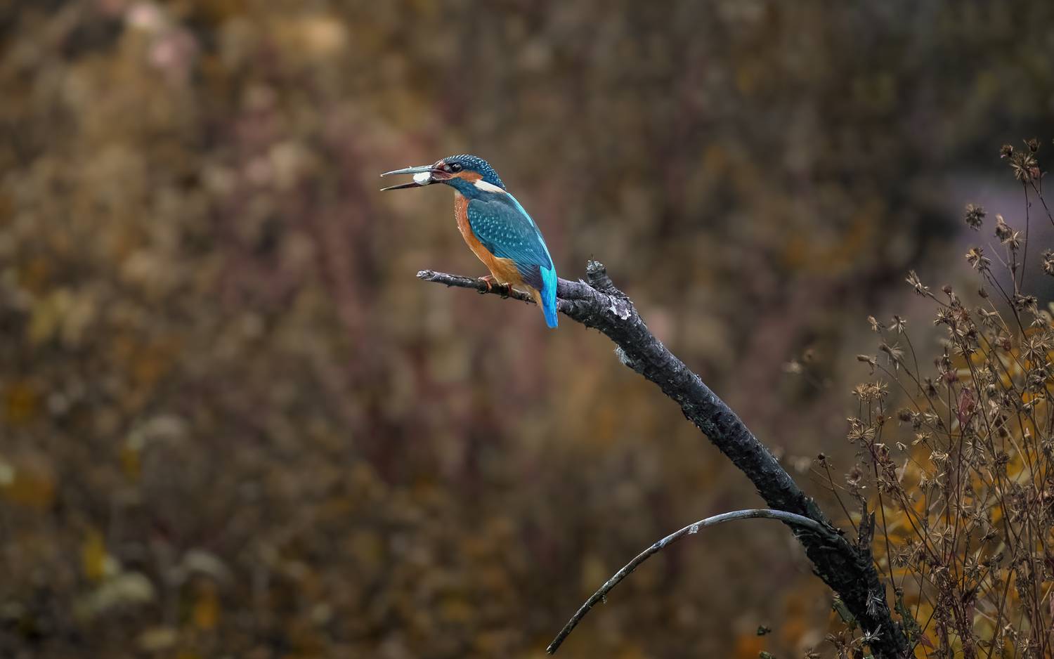 зимородок, kingfisher, Alcedo atthis, птица, дикая природа, bird, wild bird, птицы России, birdwatching, nature, wildlife photography, close‑up bird, Полина Шальнева