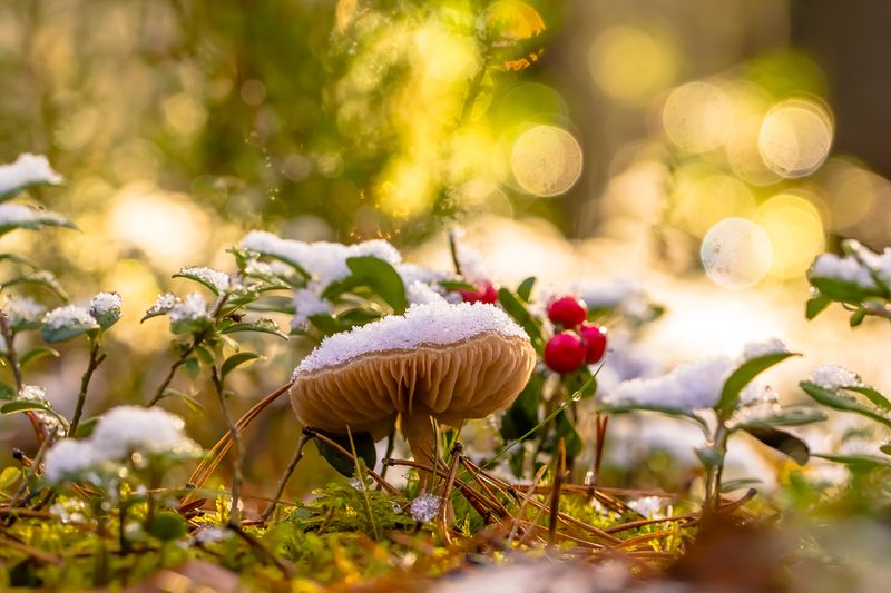 .... фото превью