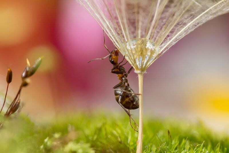 Сообразительный фото превью