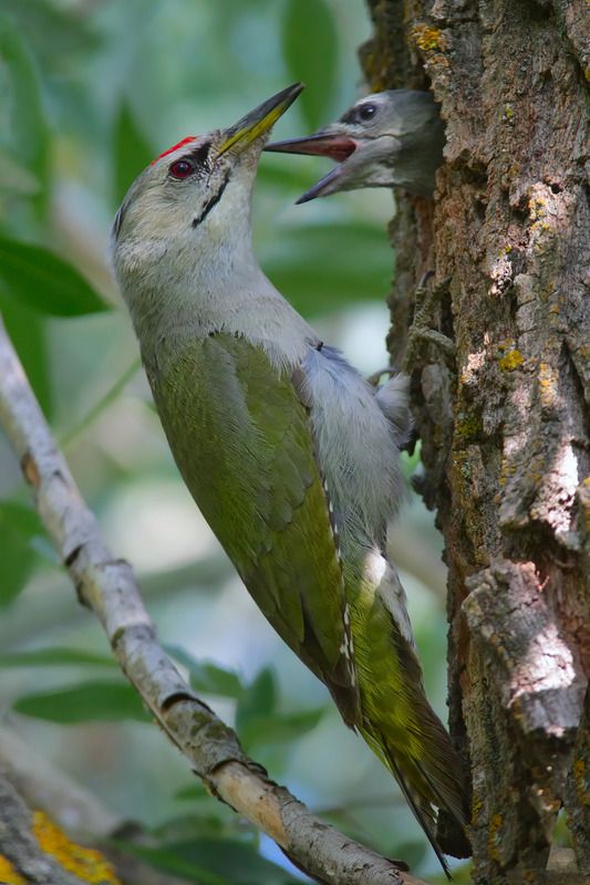 седой дятел,  picus canus, Семья седых дятлов фото превью