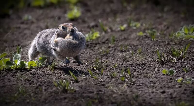 Очаровательный пушистый грызун. Камчатка. Евражка (берингийский суслик) Июль 2025. фото превью