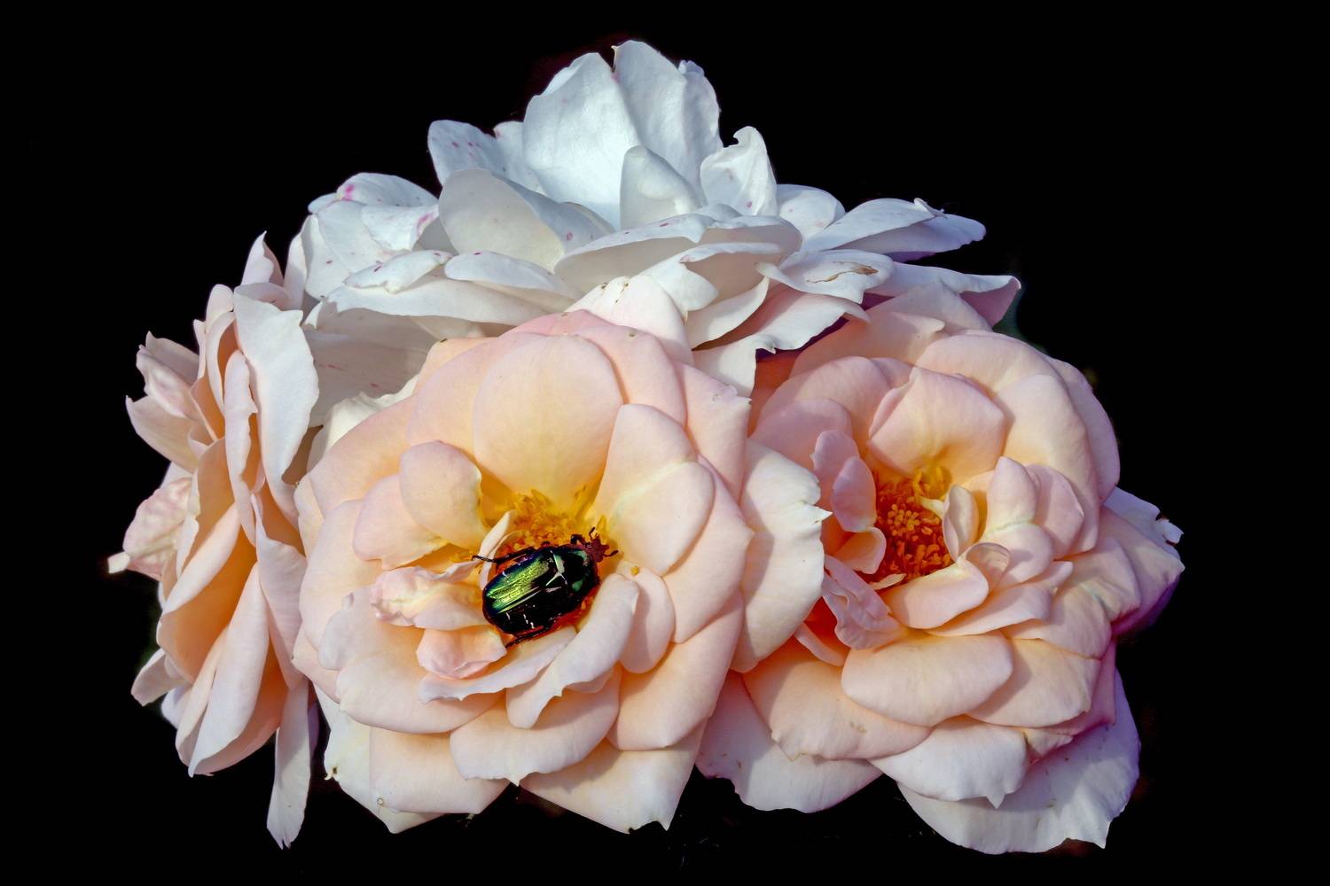 , Бибичков Михаил