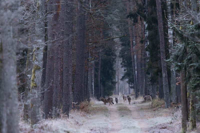 las,droga,puszcza białowieska,tryba,ssaki,dzika przyroda,wilki,wataha,natura Wataha wilków фото превью