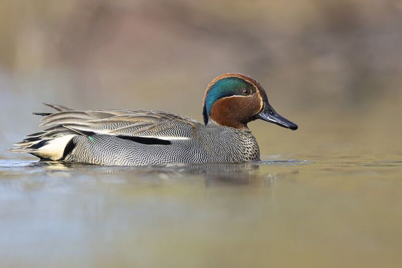 чирок-свистунок, чирок свистунок, чирок, свистунок, птицы, утка Чирок-свистунок фото превью