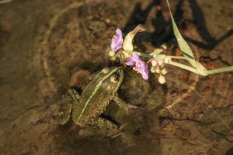 Пруд лягушка нимфеи водяные лилии Пруд фото превью