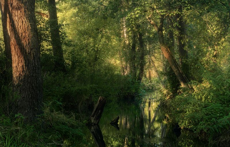 лесной  оазис  фото превью