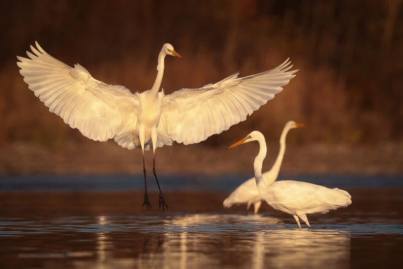 Heron фото превью
