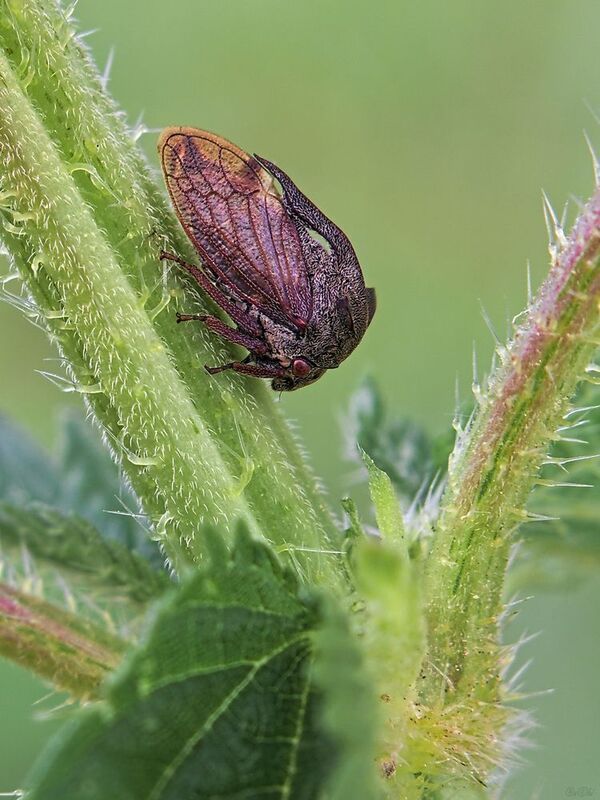 горбатка *** фото превью