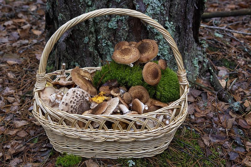 Осень - время опят фото превью