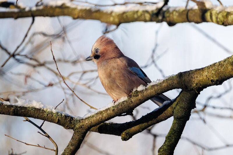 *** фото превью