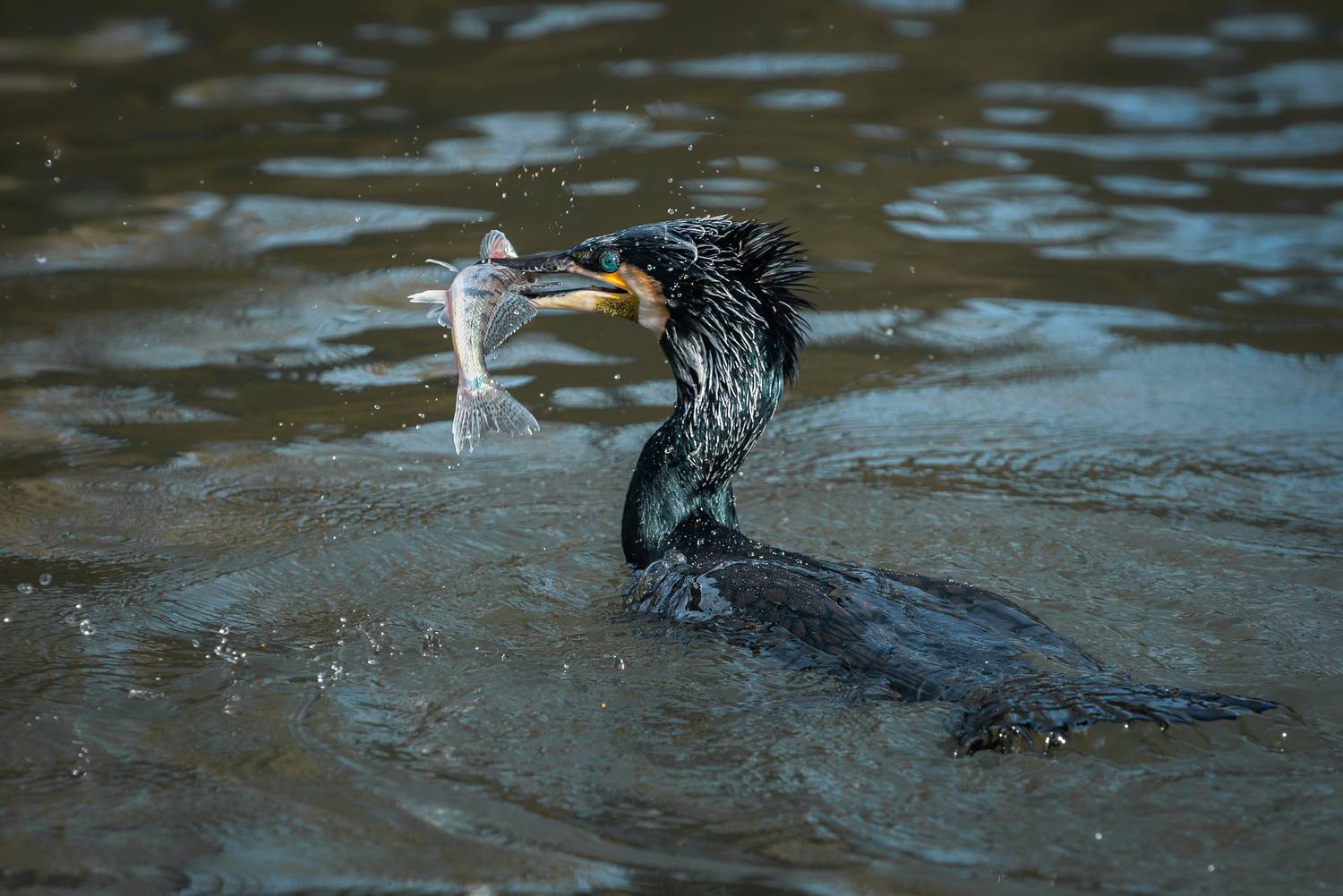 большой баклан, с рыбой, портрет,  great cormorant, phalacrocorax carbo, with fish, portrait, Наталья Паклина