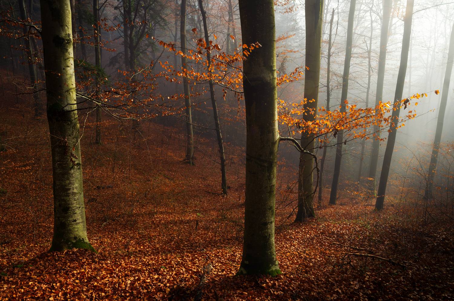 ,  Mirosław Pruchnicki