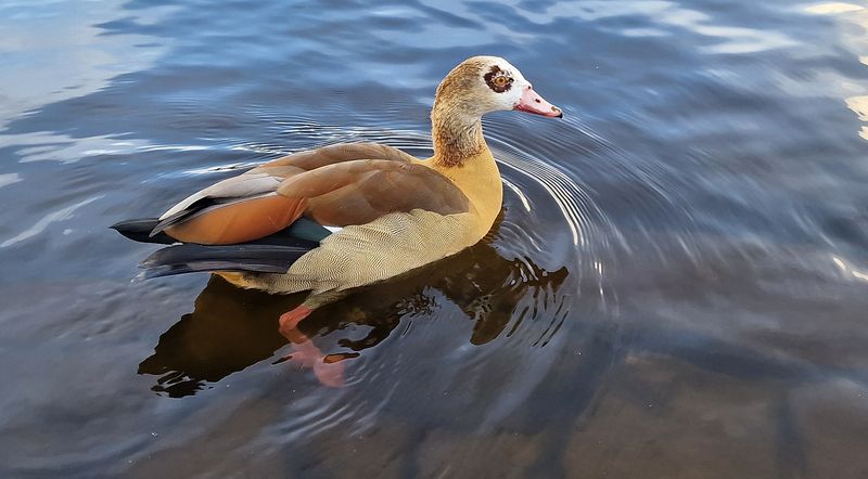 Нильский гусь (Alopochen aegyptiaca) фото превью