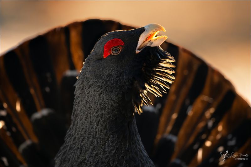 Огненная борода фото превью