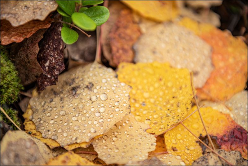 Капли дождя на опавших листьях фото превью