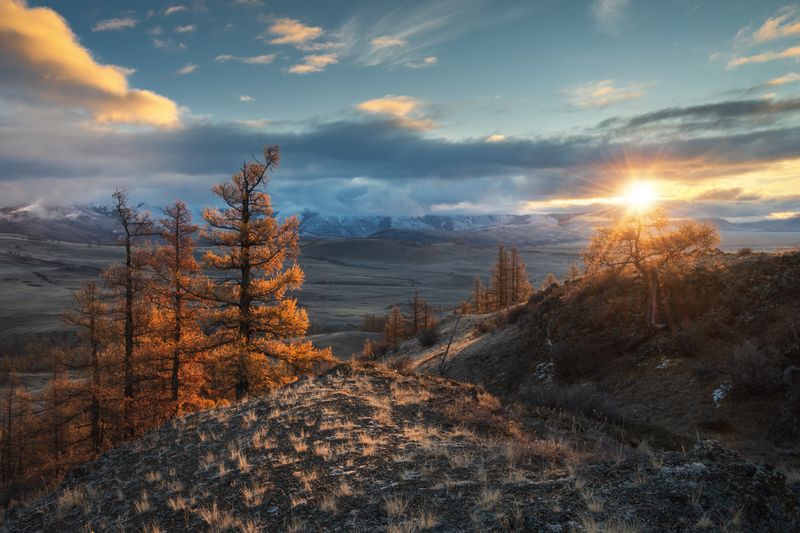 алтай, горный алтай, пейзажи алтая, кош-агачский район, горная степь, золотая осень, горы, осенний алтай, лиственницы, курай Когда солнце касается лиственниц фото превью