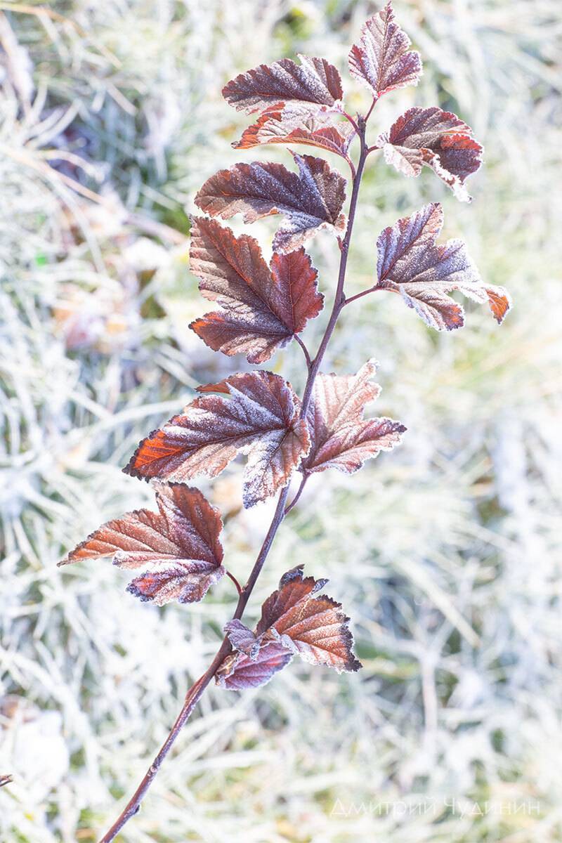 , Чудинин Дмитрий