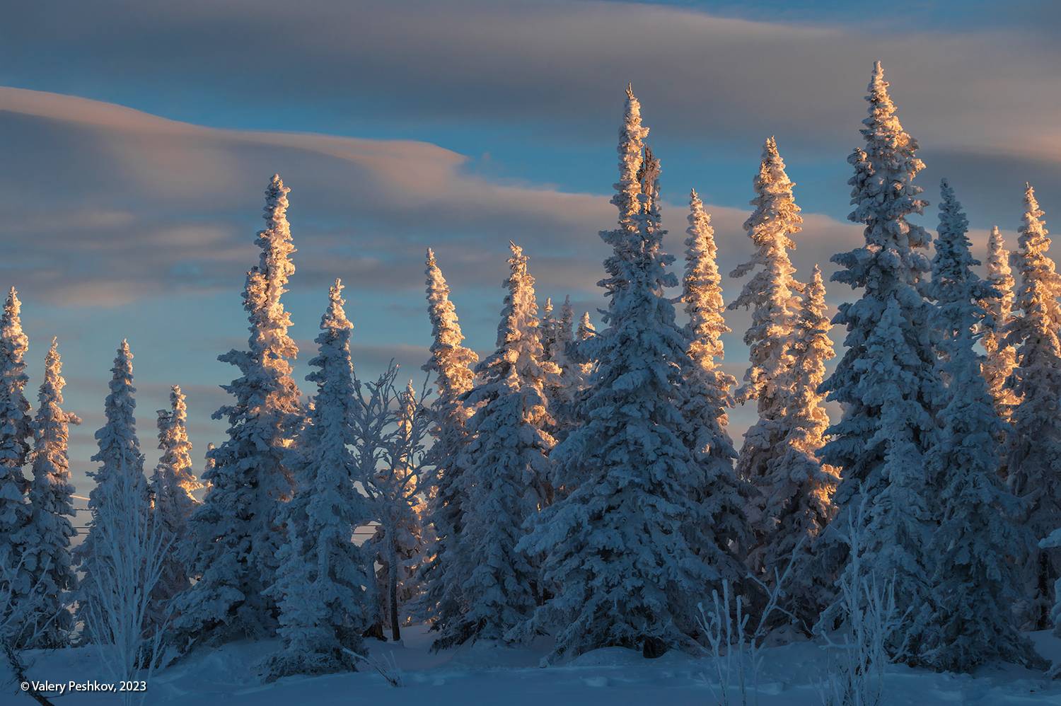 снег, иней, мороз, зима, пихты, гора зелёная, шерегеш, горная шория, сибирь, Пешков Валерий