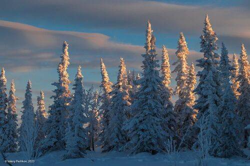Шерегешские ёлочки