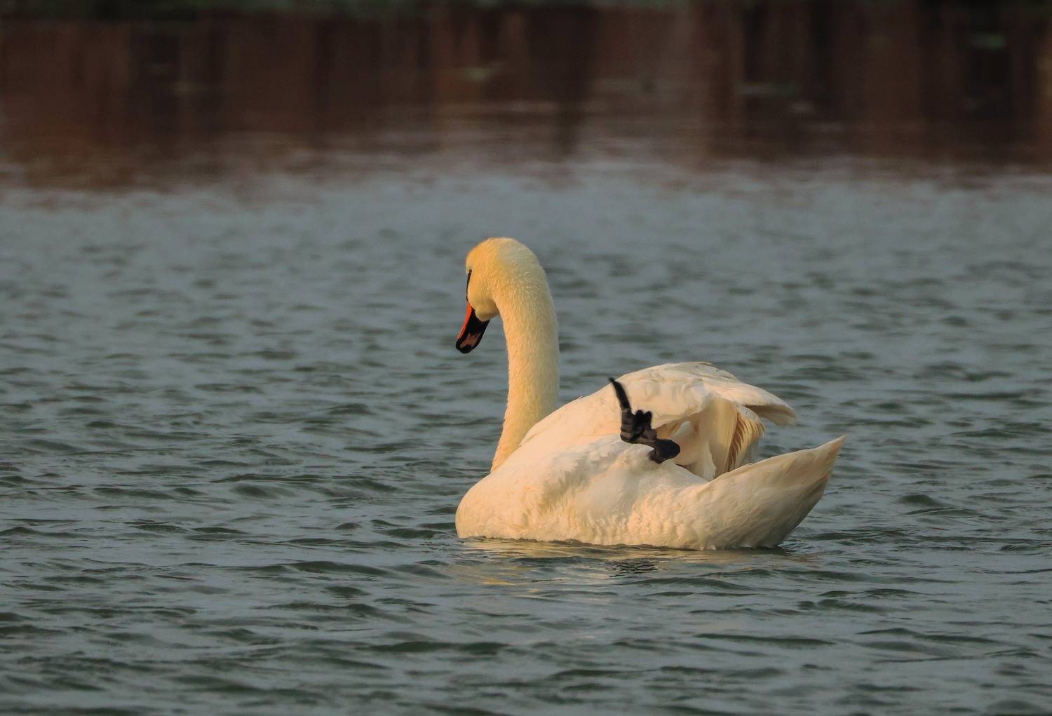 лебедь,озеро,аджи папас.дагестан,, Magov Marat