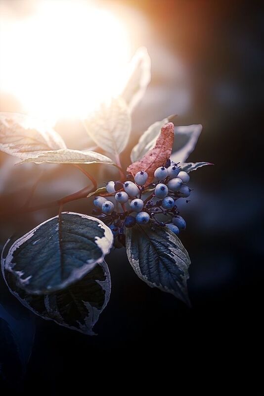 макро, macro Кизил (Дёрен) фото превью