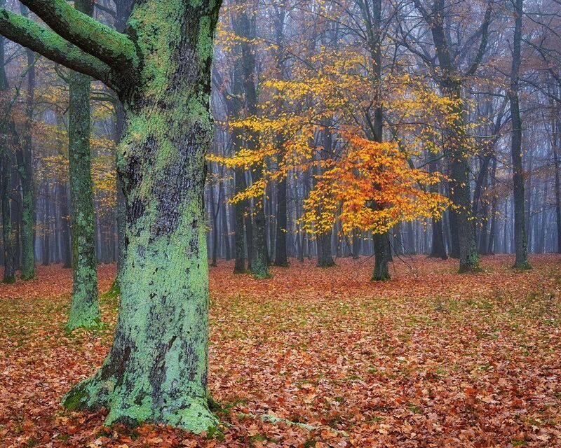 2025 фото превью