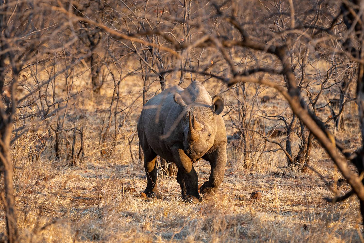 Africa, Rhino, Wildlife, Африка, Носорог, Дикая природа, Зимбабве, Николаев Дмитрий