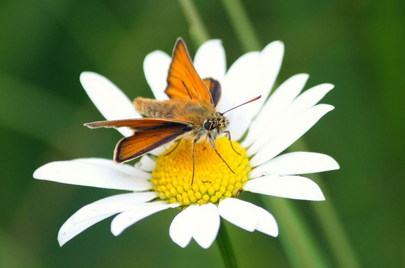 Толстоголовка фото превью