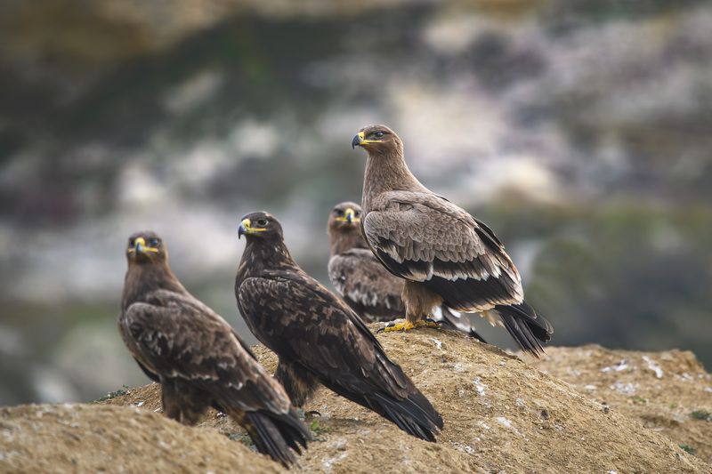 фотоохота, птица, орёл, осень, птицы, дагестан, степной орёл По-моему, это семья. фото превью