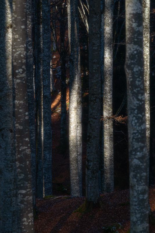 @foliage #foliage  фото превью