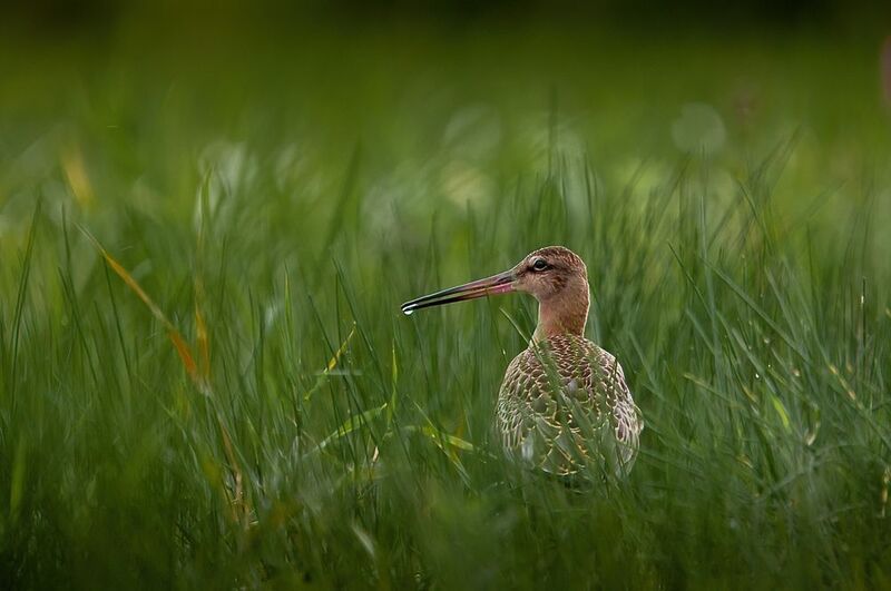 большой веретенник, веретенник, птица большой веретенник фото превью