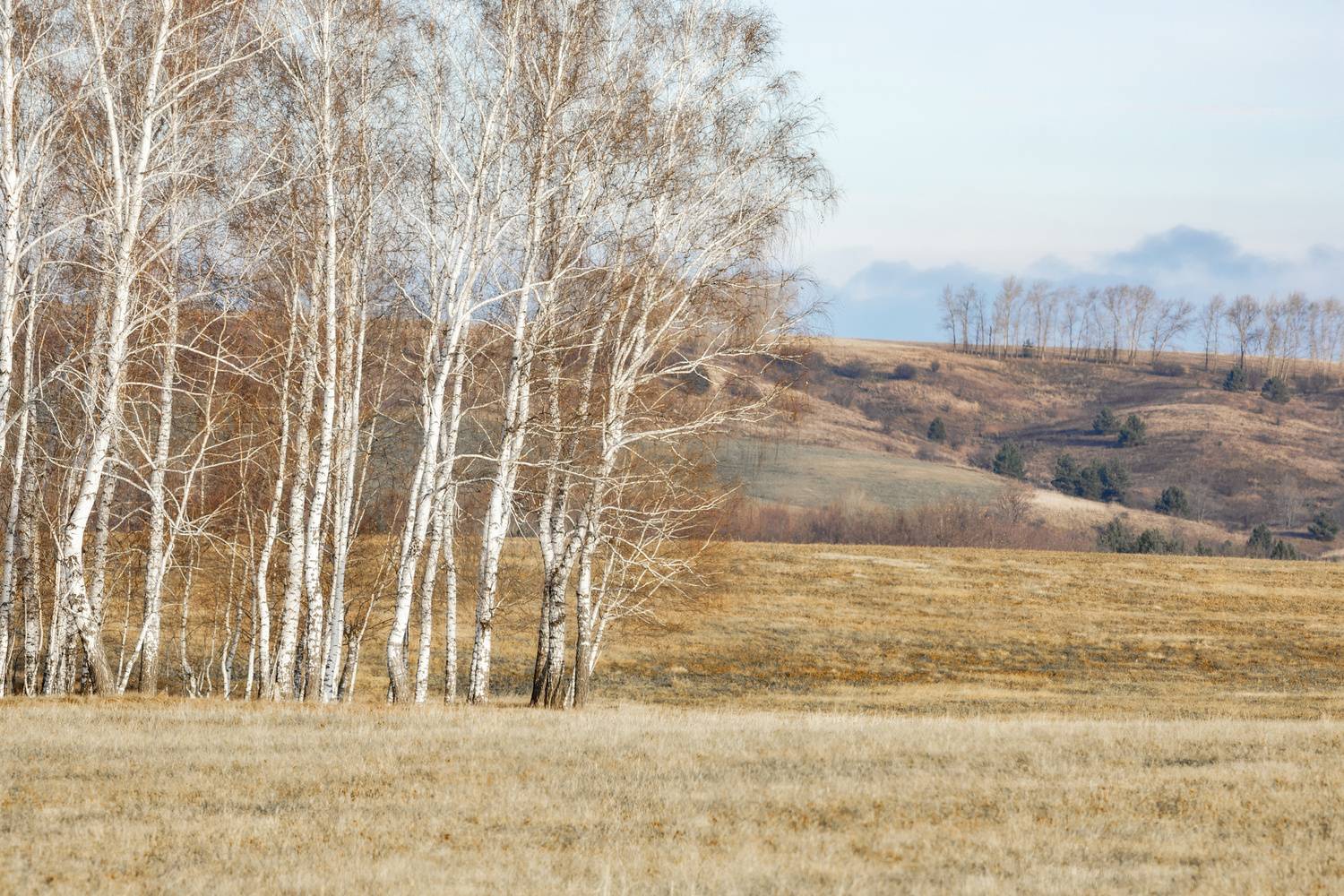 , Никитин Алексей