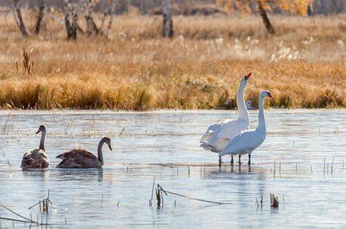 Шипуны с потомством (6 ФОТО)