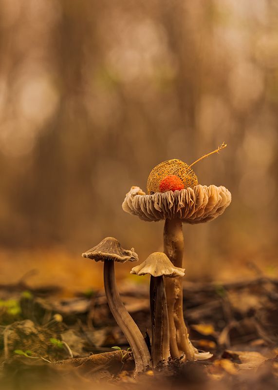 осень, лес, грибы, физалис, макро Вишенка на торте фото превью