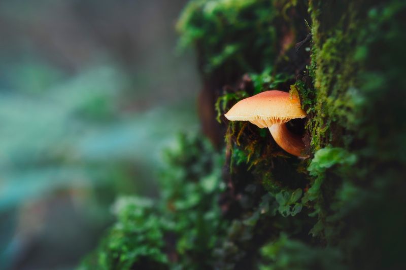 Грибок фото превью