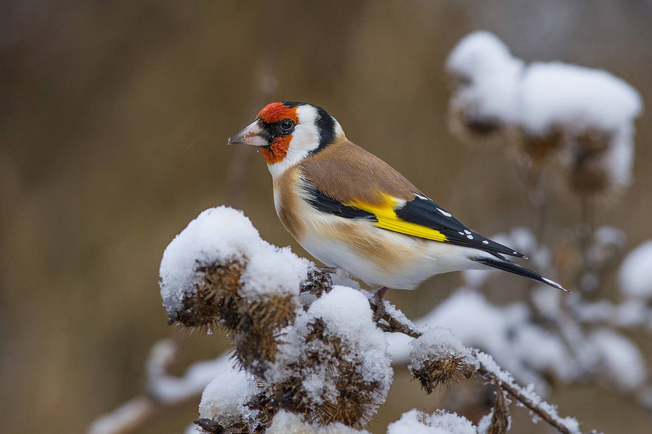 щегол,репейник,снег,ноябрь, Иван