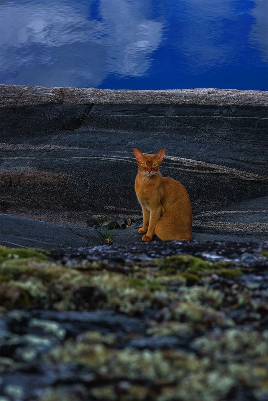 Абиссинец в тайге фото превью