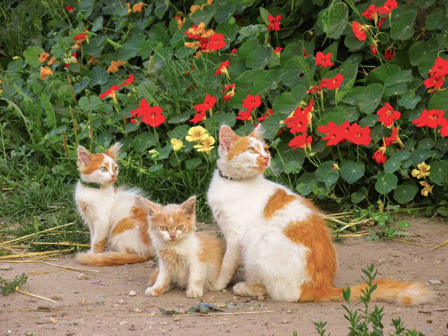 , Кондрашова Светлана