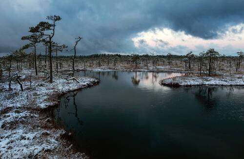 Утро на болоте