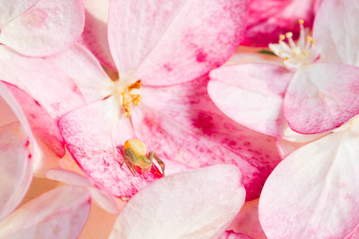 , Ольга Таланцева