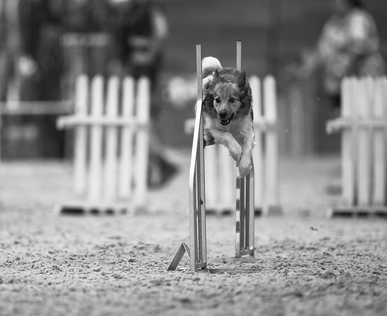 соревнования, собака,прыжок, спорт, dog, competition, jump, sport, Стукалова Юлия