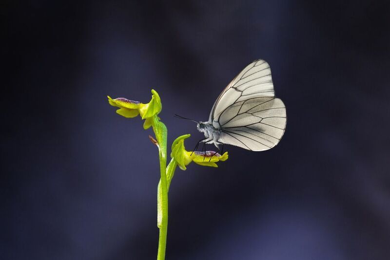 **** фото превью