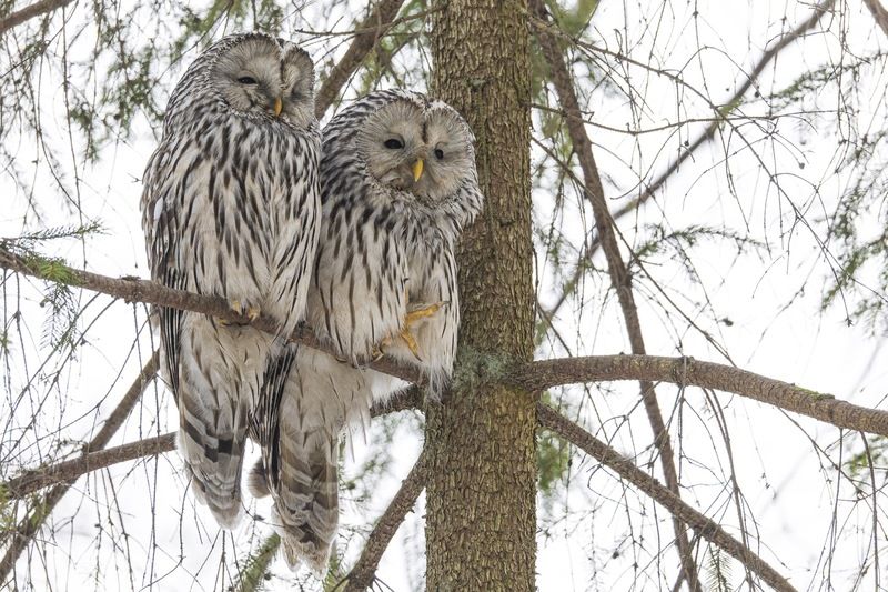 длиннохвостая неясыть, неясыть, сова, уральская неясыть, птицы Совиное семейство фото превью