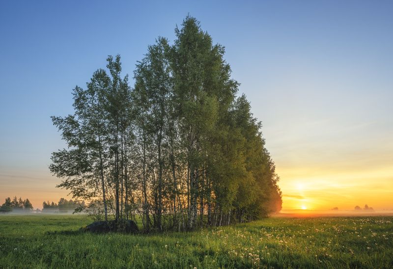 Сон в березовом тереме фото превью