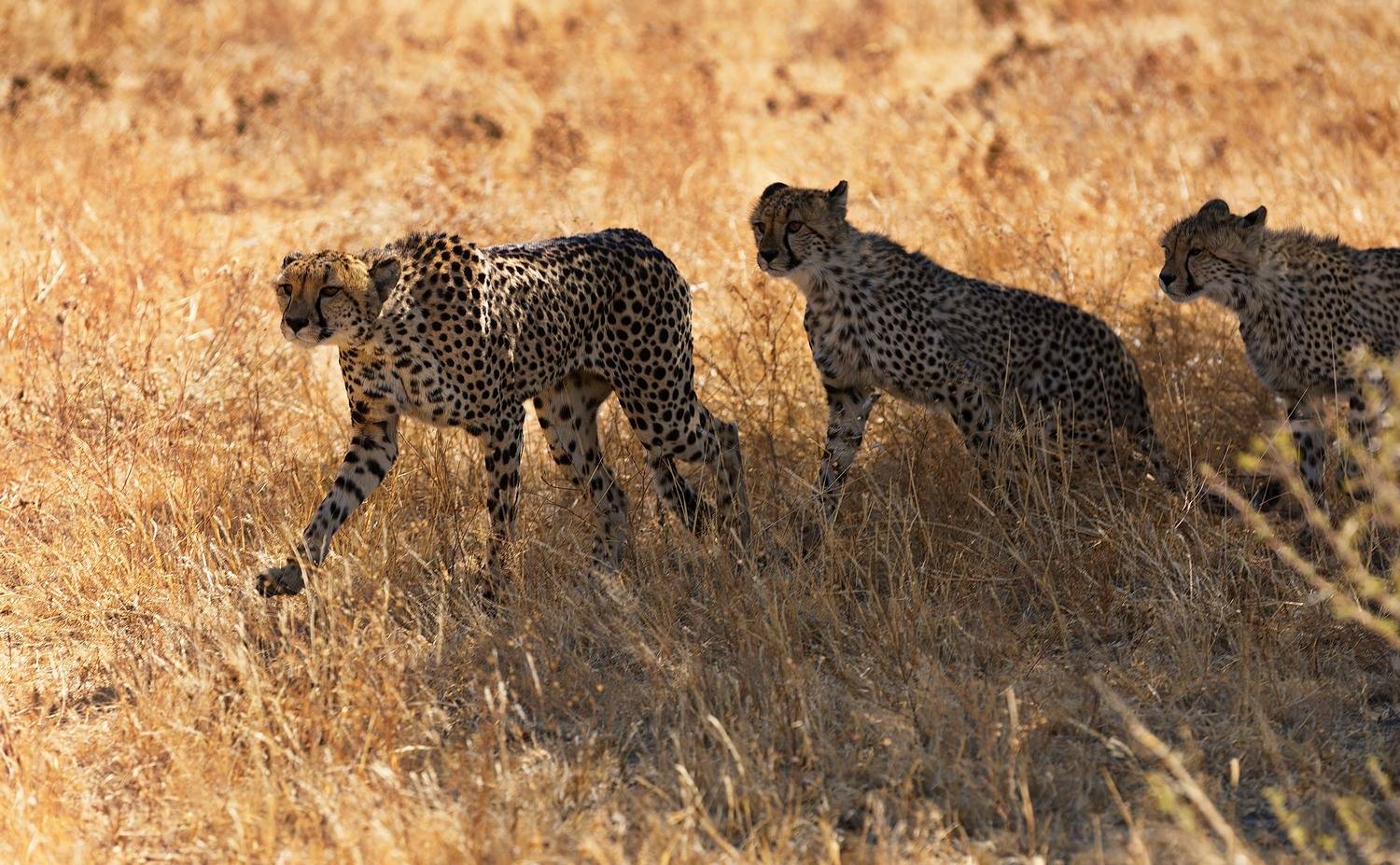 , Игорь Щербаков