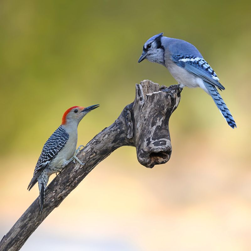 Red-bellied woodpecker vs. Blue Jay фото превью