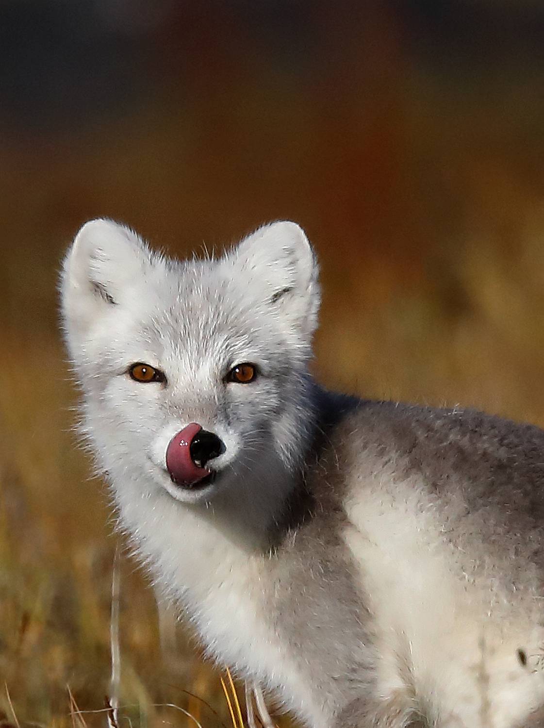 Песец, Таймыр, Елисеев Дмитрий